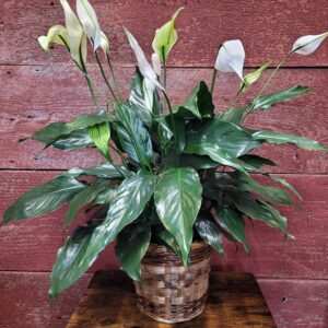 6" peace lily in a basket