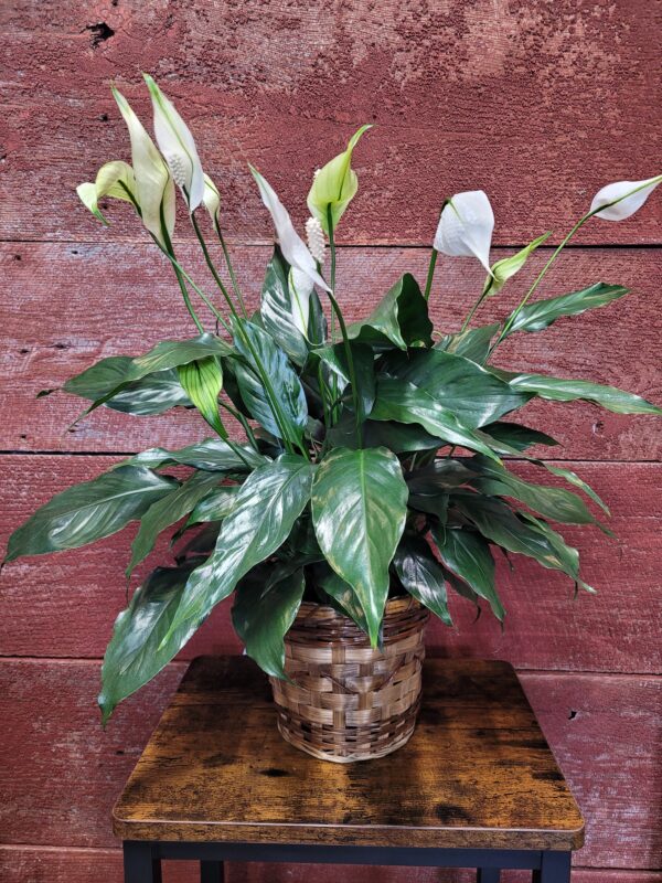 6" peace lily in a basket