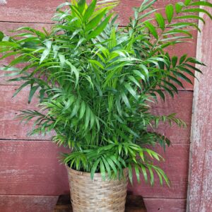 8" Palm with basket