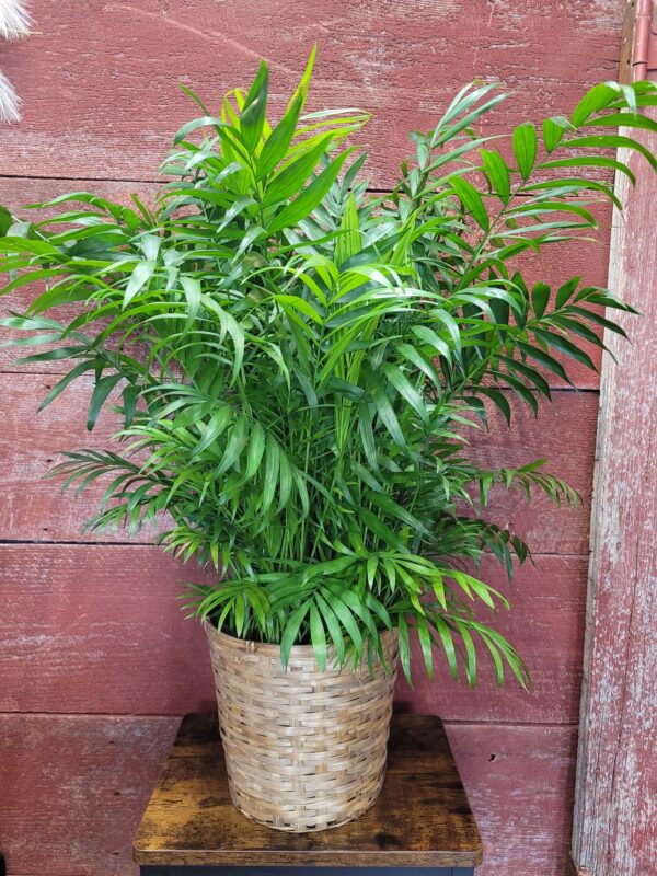 8" Palm with basket