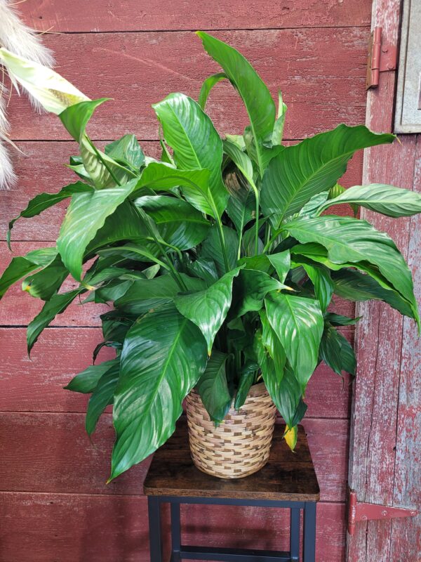 8" Peace Lily In A Basket