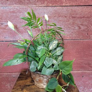 8" plant basket