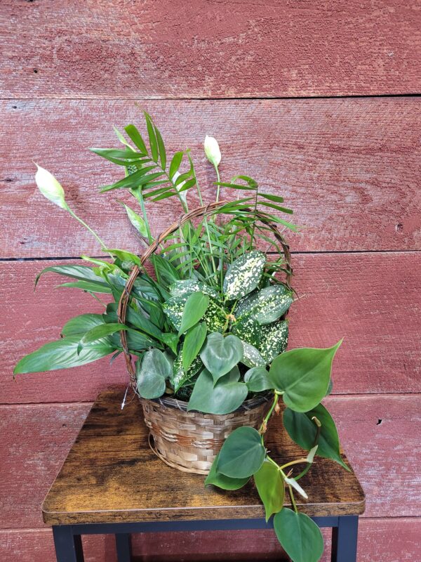 8" plant basket