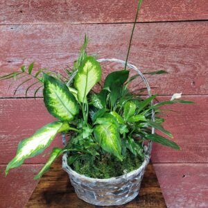 10" plant basket
