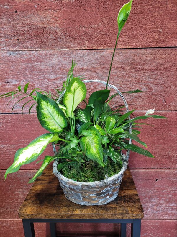10" plant basket