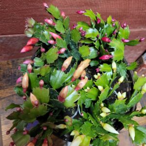 4 inch Christmas cactus