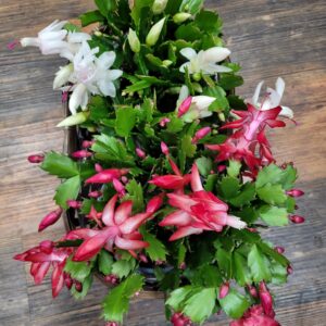 6 inch Christmas Cactus