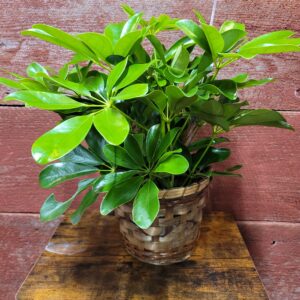 6 inch Arboricola plant