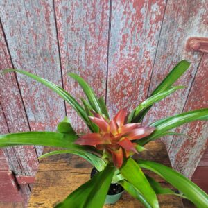 4" Bromeliad
