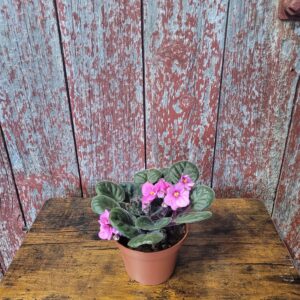 4" African Violet