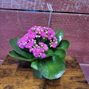 4.5 inch Kalanchoe