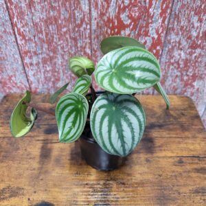 4 inch Watermelon Peperomia
