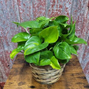 6 inch Pothos Golden Global